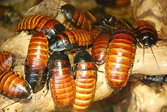 cockroaches
