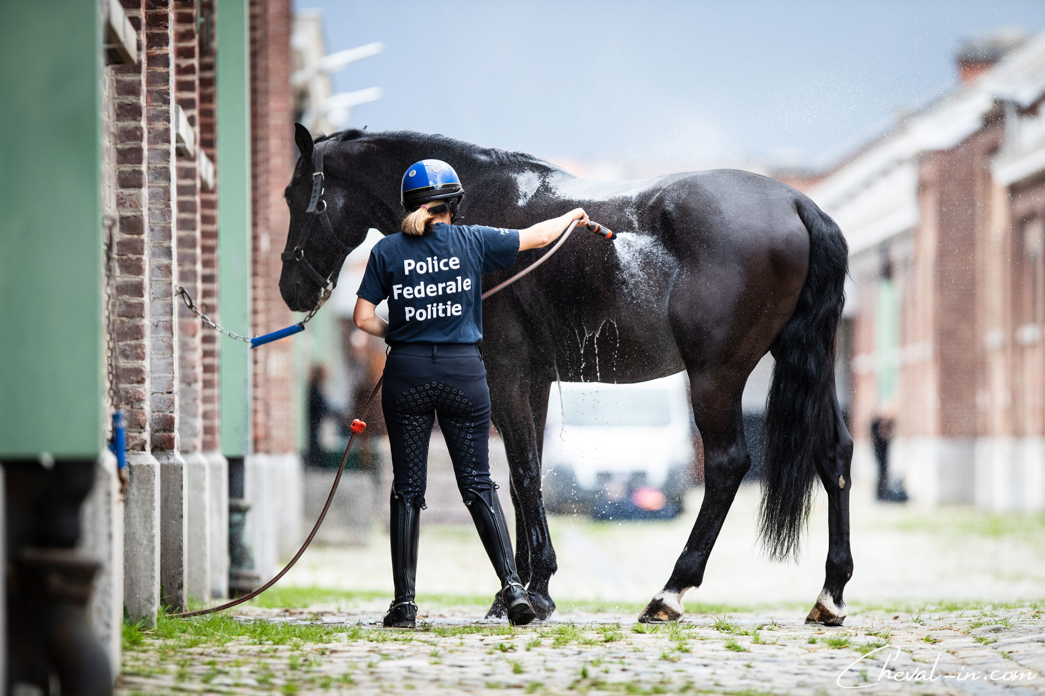 Cheval-in_Police-a-cheval_37